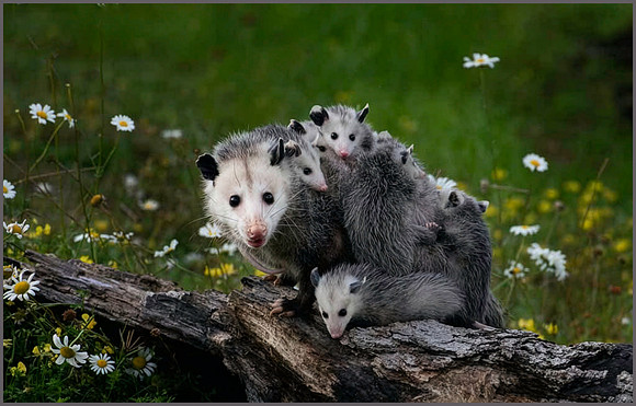 Possum with babies, Danielle D'Ermo