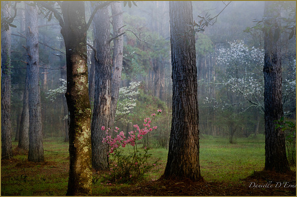 Save the Woods Landing Page