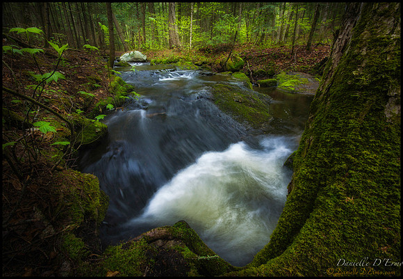 Forests and Public Health